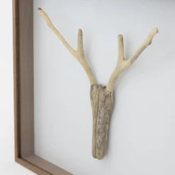 TORTOISE-Koga Art*Driftwood Hunting Trophy #1 (2024) By Mitsuru Koga