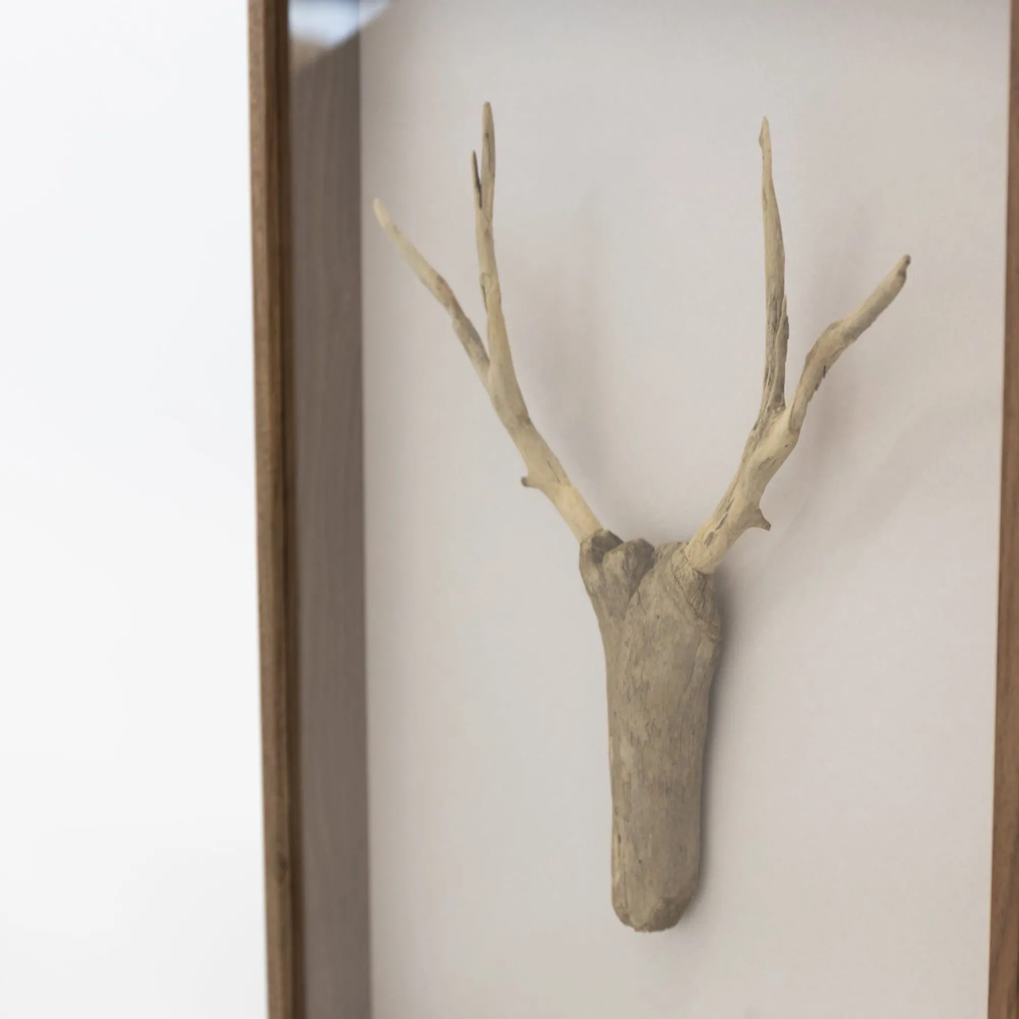 TORTOISE-Koga Art*Driftwood Hunting Trophy #3 (2024) By Mitsuru Koga