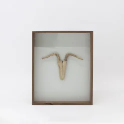 TORTOISE-Koga Art*Driftwood Hunting Trophy #5 (2024) By Mitsuru Koga