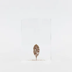 TORTOISE-Koga Art*Fallen Leaves (2024) By Mitsuru Koga