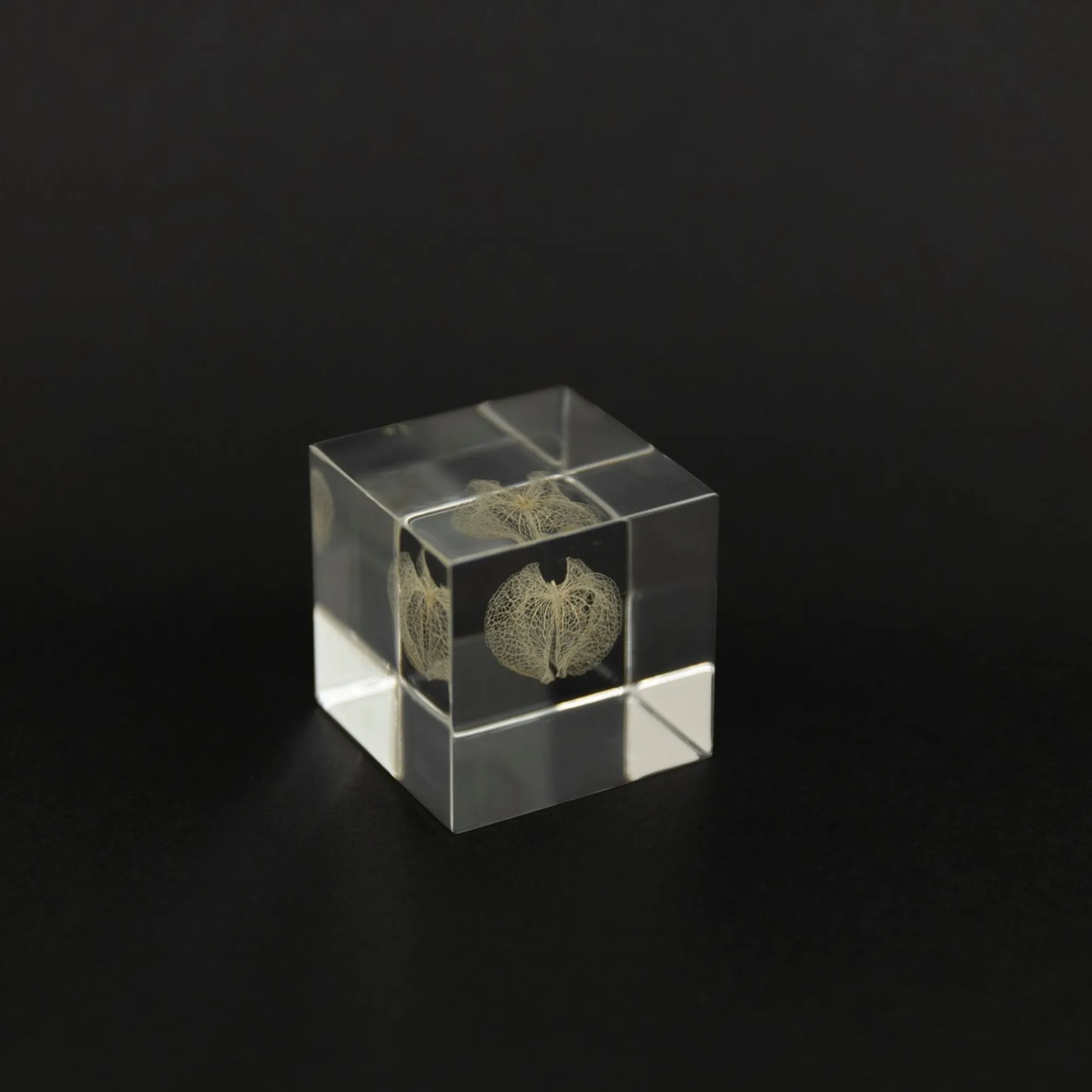 TORTOISE-yellow paper Sola Cube Home Decor*Sola Cube - Apple Of Peru
