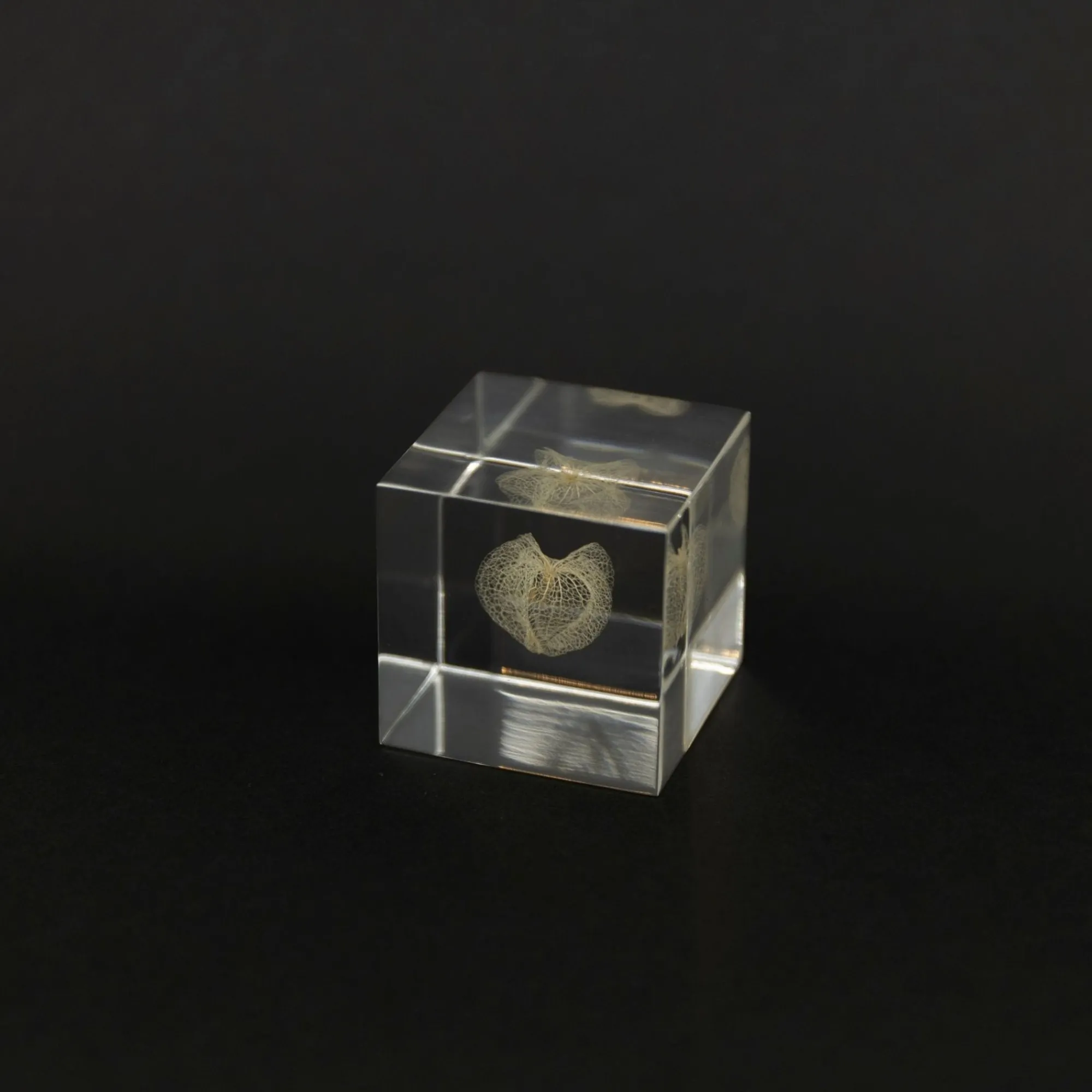 TORTOISE-yellow paper Sola Cube Home Decor*Sola Cube - Apple Of Peru