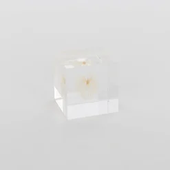 TORTOISE-yellow paper Sola Cube Home Decor*Sola Cube - Apple Of Peru