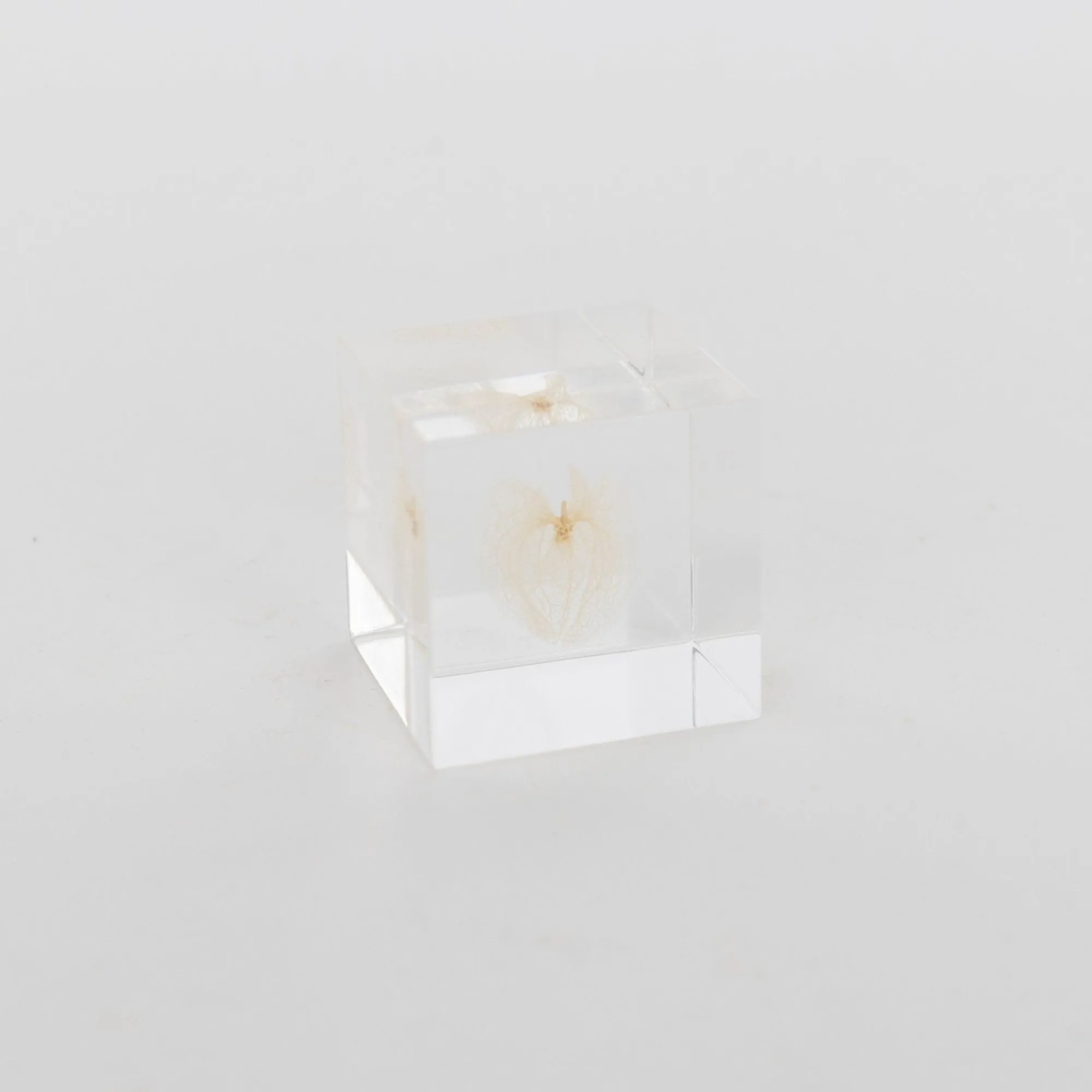 TORTOISE-yellow paper Sola Cube Home Decor*Sola Cube - Apple Of Peru