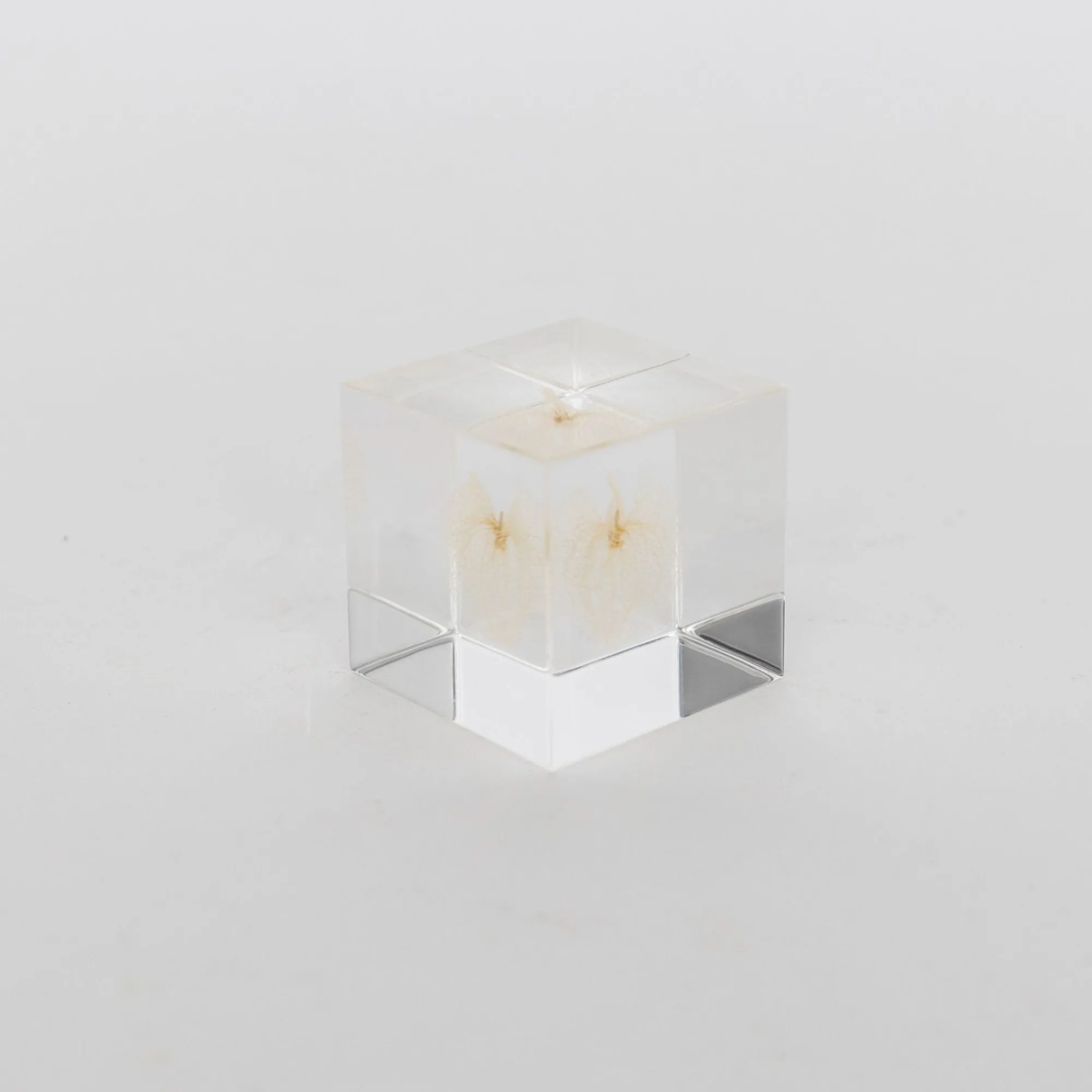 TORTOISE-yellow paper Sola Cube Home Decor*Sola Cube - Apple Of Peru