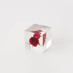TORTOISE-yellow paper Sola Cube Home Decor*Sola Cube - Rose (Limited Edition)