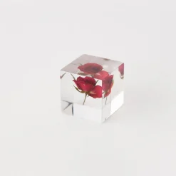 TORTOISE-yellow paper Sola Cube Home Decor*Sola Cube - Rose (Limited Edition)