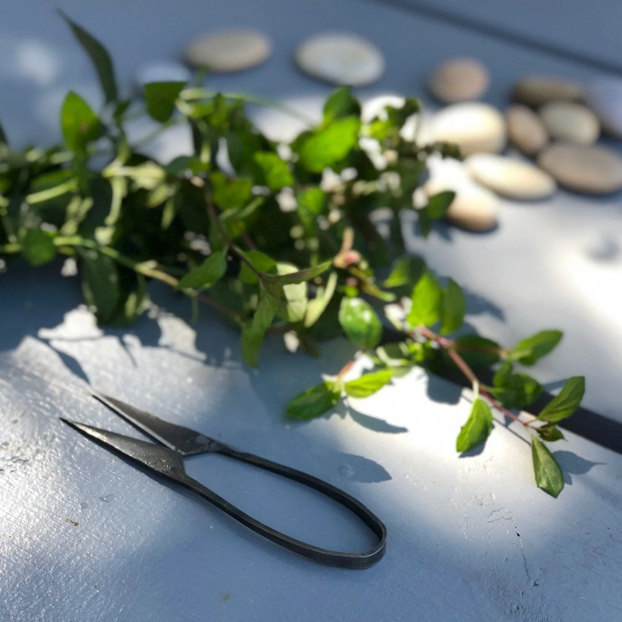 TORTOISE-yellow paper Tajika Outdoor*Tajika Herb Scissors